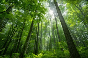 Fototapeta premium Tranquil scene as sunlight pierces through the verdant canopy of a dense forest