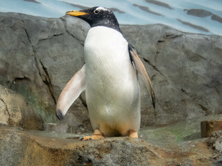 Pinguin on a rocky shore