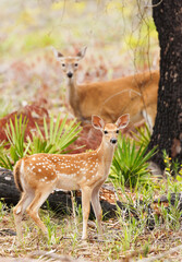 A cute baby deer (fawn). White-tailed deer (Odocoileus virginianus) in the Little Manatee River area, Florida.