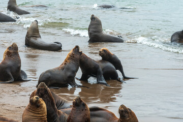 Sea lions fighting on the beach.