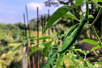 close up of chilies on tree