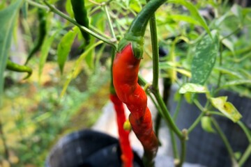 close up of chilies on tree