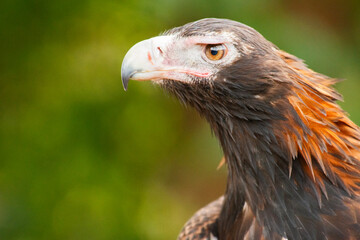 The wedge-tailed eagle is the largest bird of prey in the continent of Australia. It is also found in southern New Guinea to the north and is distributed as far south as the state of Tasmania.