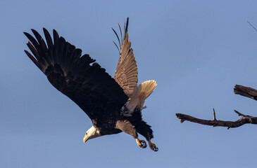 American bald eagle in flight