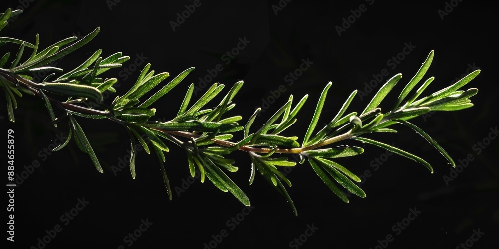Poster A detailed view of a tree branch with intricate details and textures