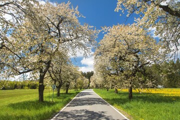 Fototapeta premium road and alley of flowering cherry trees in latin Prunus cerasus