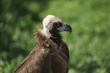 cinereous vulture (aegypius monachus) profile view, close up portrait