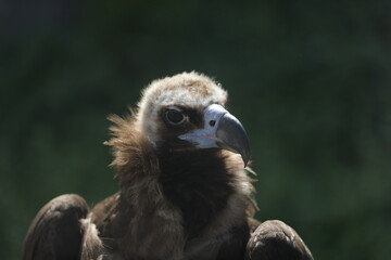 cinereous vulture (aegypius monachus) profile view, close up portrait, backlight
