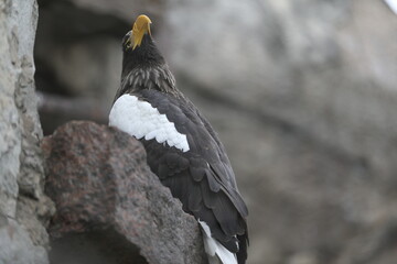 Steller's sea eagle with yellow beak sitting on rocks (Haliaeetus pelagicus)