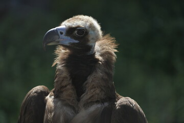 cinereous vulture (aegypius monachus) profile view, close up portrait, backlight