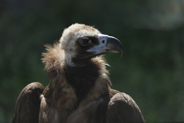 cinereous vulture (aegypius monachus) profile view, close up portrait, backlight