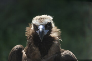 cinereous vulture (aegypius monachus) profile view, close up portrait, backlight