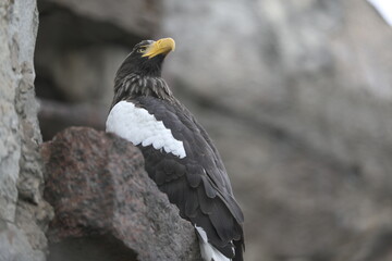 Steller's sea eagle with yellow beak sitting on rocks (Haliaeetus pelagicus)