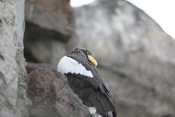 Steller's sea eagle with yellow beak sitting on rocks (Haliaeetus pelagicus)