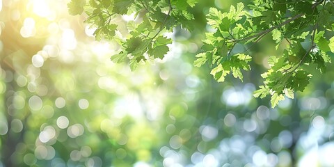 Fototapeta premium Green tree with sky bokeh, nature background.