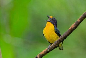 Pássaro cantando Gaturamo-verdadeiro (Euphonia violacea) 