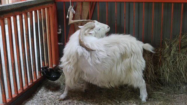 The white goat scratches its sides with its horns in the covered pen