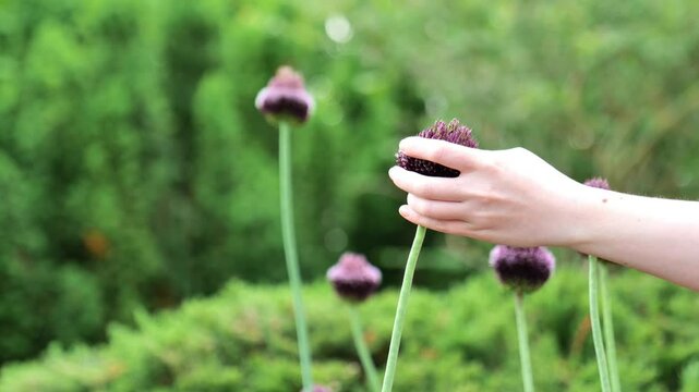 Onion flowers.Red Mohican and the gardeners hands. Womens hands hold a blooming onion.Burgundy and red onions flowers in garden design.4k footage