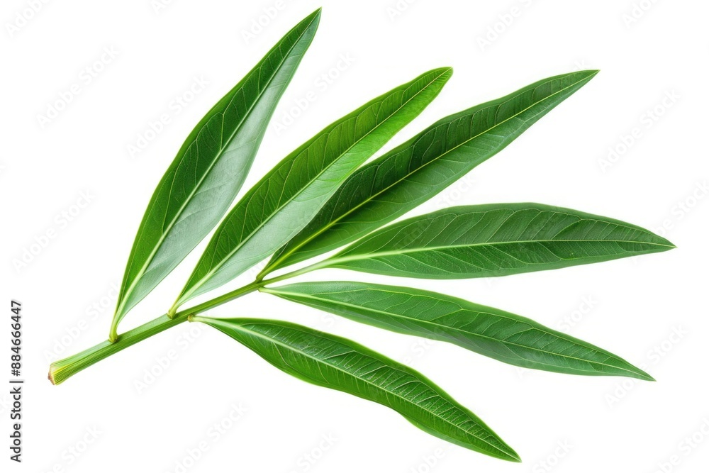 Poster A close-up view of a single green leaf against a white background, ideal for use in design or editorial contexts where a natural element is needed