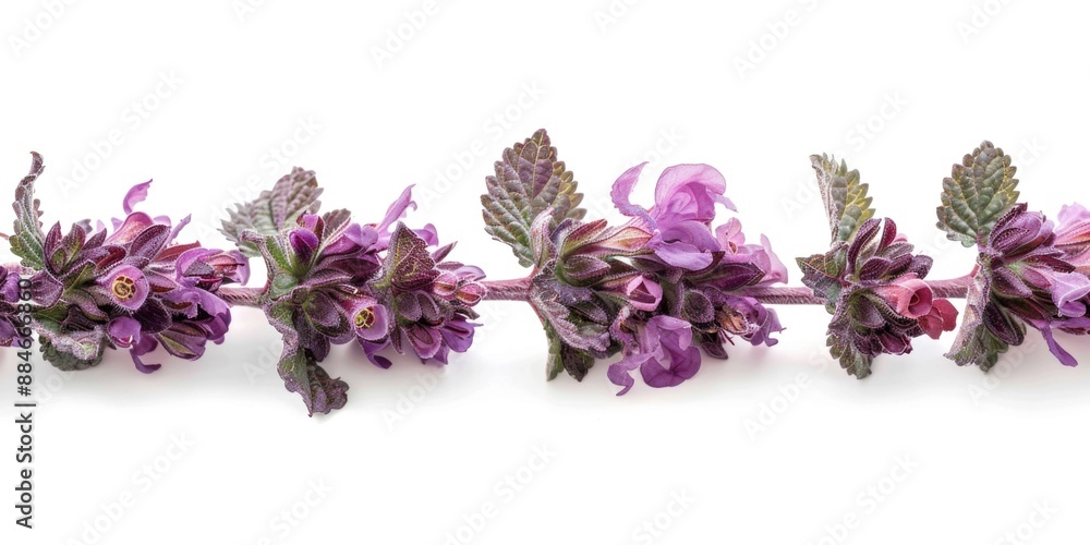 Poster close-up shot of a row of purple flowers arranged on a white surface, suitable for use in still life