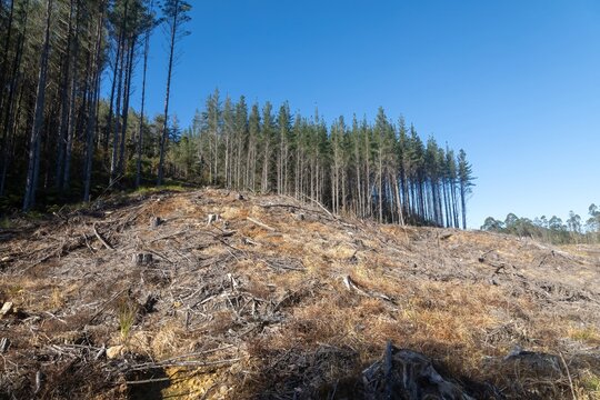 Clearcut pine forest on the trail to Luck At Last Mine, Whangamata, Coromandel Peninsula, New Zealand.
