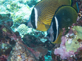 Pair of Oriental Butterflyfish