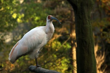 片足を上げて木に止まり休むトキ