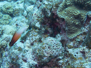 Fire Goby