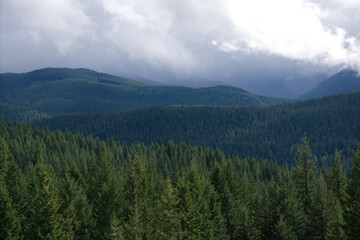 Majestic Evergreen Forest Under Cloudy Sky in Mountainous Terrain