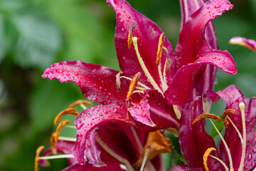 雨に濡れたカサブランカ01