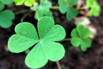 close up view of Water clover blurry background
