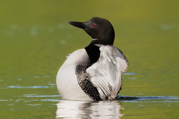 Common Loon on Garnet Lake Adirondacks NY