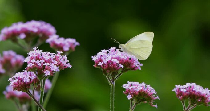 Butterfly, Small white (Pieris rapae), flying from flower to flower, Burgstemmen, Lower Saxony, Germany, Europe
