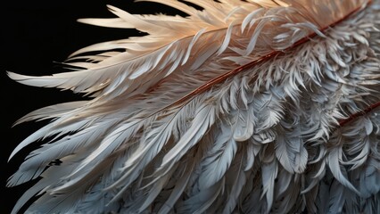 White Feathers Close Up.