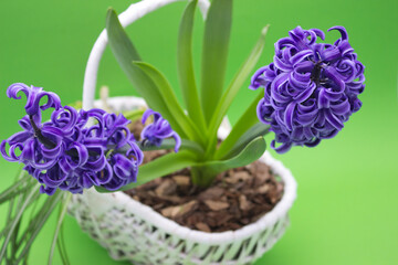 Vibrant Hyacinth Bloom in Woven Basket
