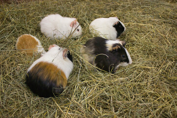 Guinea Pigs Frolicking in Hay Bedding