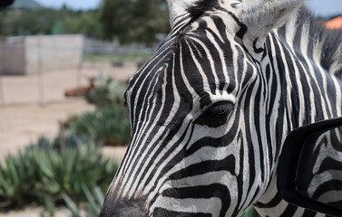 zebra close up