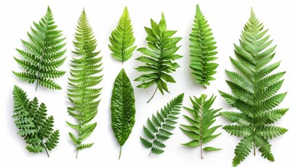 Isolated top view of assorted fern leaves on white background, detailed and natural, ideal for botanical and naturethemed designs, no shadow, copy space
