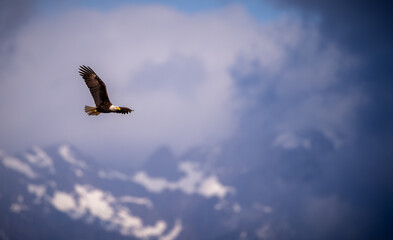 Eagle in flight landscape view