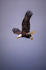 American bald eagle ready to dive