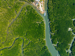 Amazing abundant mangrove forest, Aerial view of forest trees Rainforest ecosystem and healthy environment background, Texture of green trees forest top down, High angle view