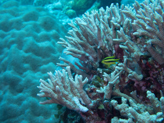 Young Black-and-gold Chromis