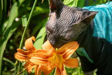 black sphynx hairless cat with sun protection clothes exploring