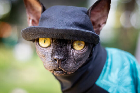 black sphynx hairless cat with a cap hat exploring in the garden outdoors