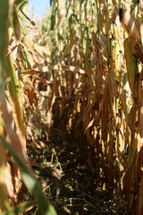 Corn Maze 