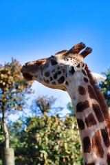 African Safari
