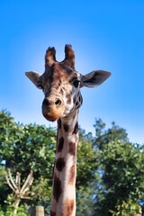 Obraz premium African Safari