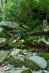 The Little River, Great Smokey Mountains, TN