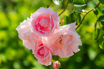 Obraz premium 薔薇アップ