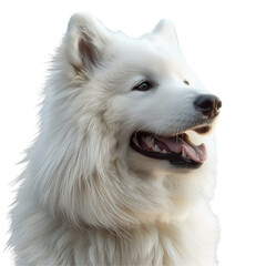 Fototapeta premium Samoyed Dogs Isolated on Transparent or White Background, PNG
